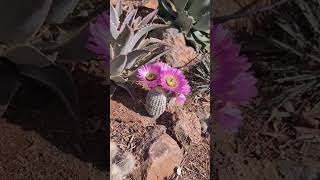 Echinocereus reichenbachii f albispinus in full flower [upl. by Grega]