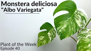 How To Care For Variegated Monstera Monstera deliciosa quotAlbo Variegataquot  Plant Of The Week Ep 40 [upl. by Yerkovich]