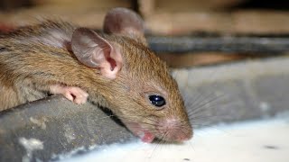 Make Rats amp Mice Disappear in 1 Minute Without Poison or Traps [upl. by Kant]