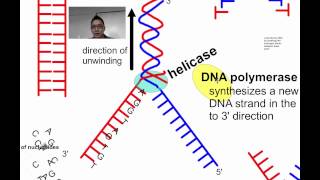 DNA Replication SL IB Biology [upl. by Hugues]