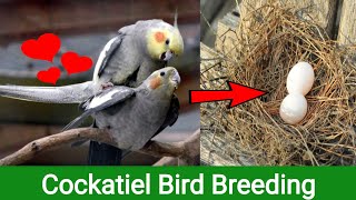 Cockatiel Breeding Tips In English [upl. by Otsuaf]