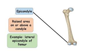 Epicondyle Bone marking [upl. by Ydnic]