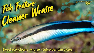 Fish Feature Bluestreak cleaner wrasse  Labroides dimidiatus [upl. by Aryamo]