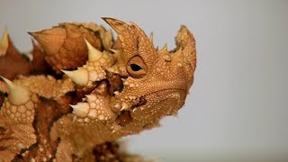 Thorny Devil Natures Spiked Desert Survivor 🦎 [upl. by Eatnoid630]