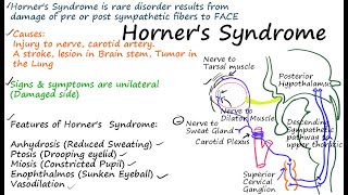 Pthophysiology of Horners Syndrome [upl. by Rodolph348]