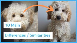 Labradoodle vs Australian Labradoodle  Similarities amp Differences [upl. by Ailedua]