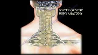 Anatomy Of The Neck amp Cervical Spine  Everything You Need To Know  Dr Nabil Ebraheim [upl. by Erasmo246]