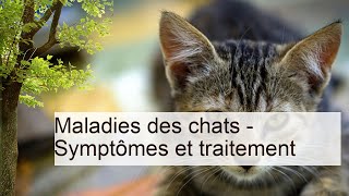 Maladies des chats  Symptômes et traitement  Santé des chats [upl. by Rafaelle603]