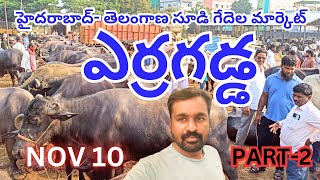 ఆదివారం ఎర్రగడ్డ సూడి గేదెల మార్కెట్  Erragadda Sunday Buffalo Market  Buffaloes Sale Information [upl. by Whitcomb]