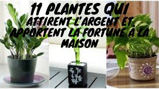 plante argent fortune richesse chance 11 plantes qui attirent l’argent et apport [upl. by Adnaluy]