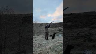 A retrieve for someone else’s dog this time labrador gundog shotgun [upl. by Ahsinaj638]