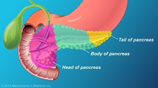 The Role and Anatomy of the Pancreas [upl. by Adnot]