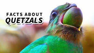 Quetzal Facts BEAUTIFUL BIRDS  Animal Fact Files [upl. by Airelav]