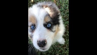 Australian Shepherd Puppy Attack [upl. by Bela]