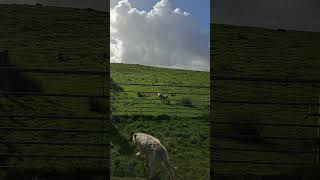 Dog jumping fences Lola the Bedlington Whippet doglover nature jumping [upl. by Raamal193]