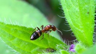 Colobopsis truncata ant [upl. by Veradia]