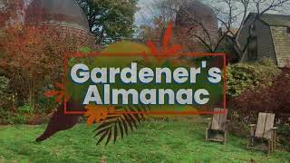 Gardeners Almanac Bulb Planting during a Dry Fall Season [upl. by Mathian]