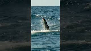 Sailfish fishing is tops BlacktipH sailfish fishing [upl. by Oirazan]