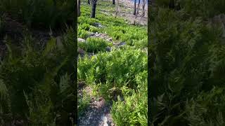 Hiking Bumpass Hell FatherDaughter Adventure in Lassen Volcanic National Park [upl. by Nissa]