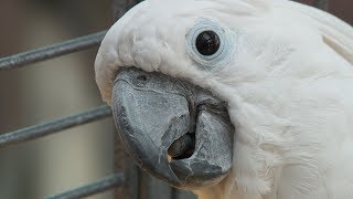 Lichttherapie für Vögel [upl. by Acsicnarf]