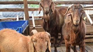 Secret of importing South African Breeds and Elevating Kenyan Farmer [upl. by Shaine]