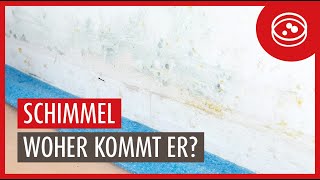 Schimmel in der Wohnung  ⚠️ Eine Gefahr für Ihre Gesundheit  Woher kommt der Schimmel [upl. by Grubb]