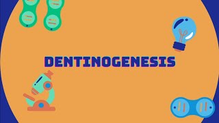 Dentinogenesis [upl. by Hong]