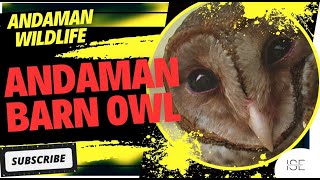 Andaman Barn Owl The Island’s Mysterious Nocturnal Star [upl. by Odnalor]