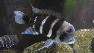 Learning From Your Frontosa Cichlids [upl. by Vories]