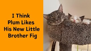 50 Times People Got Their Pet A Sibling And Documented How It Went 22  Funny pet [upl. by Granese]