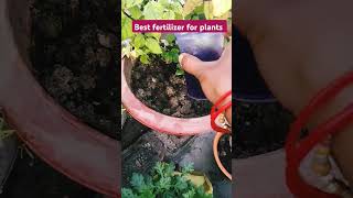 Best organic fertilizer for plants fertilizer gardening youtube shortsvideo [upl. by Anida]