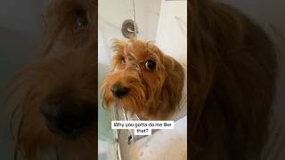 Dont BLOW OUT dogs ears havanese redhavanese doggroomingtips dogsafety [upl. by Eedoj]