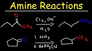 Amine Synthesis Reactions [upl. by Dalila]