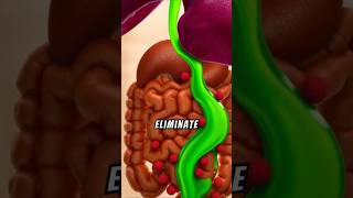 Food  For Liver Health 33 food liver health [upl. by Ylesara]