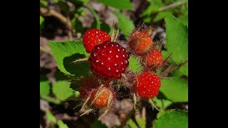 Identify Invasive Shrubs  Wineberry [upl. by Herzen]