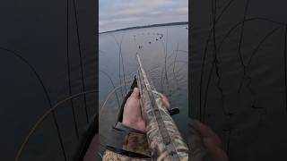 When bufflehead do it in your lines Diver hunting duckhunt duckhunting [upl. by Neyuq628]