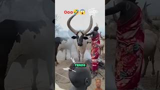 Big Horned Cattle From Africa shorts [upl. by Diraj883]