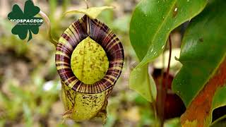 Most Rare Plant Nepenthes Tenax Pitcher plant [upl. by Tiphanie251]