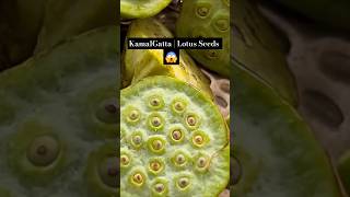 Lotus Seeds  Kamal Gatta  Edible Lotus Seeds shorts [upl. by Lokkin]