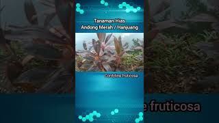 Review Tanaman Hias Andong Merah  Cordyline Fruticosa [upl. by Yenaled]