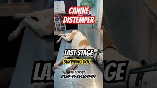 Canine Distemper Last Stage Surviving Dog [upl. by Nnaes]