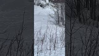 Willow Ptarmigans [upl. by Elberfeld]