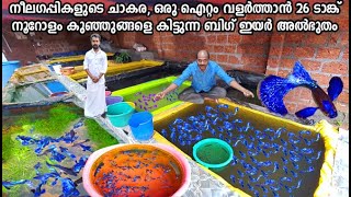 Blue BigEar ഗപ്പികൾ മാത്രം നൂറോളം Babies കിട്ടും ഗപ്പികളിലെ അൽഭുതം  Big Ear Purple Burry Farm [upl. by Sanborne17]