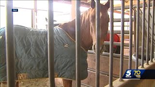 Feed delivered to ranch where dozens of horses died contained monensin preliminary tests show [upl. by Blackmore151]