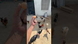 Murgia Nu Dhamki Deti 😳 Shote 🥚Krke shorts murga murgi chicken chicks petlover punjab [upl. by Yrakcaz713]