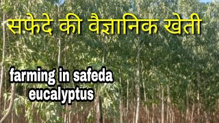 सफेदे की वैज्ञानिक खेती farming in safeda eucalyptus सफेदे की खेती से कैसे कमाए लाखोंkrish kheti [upl. by Katrinka]