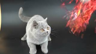 British Shorthair Selkirk rex [upl. by Winsor]