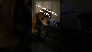 Dog whining sound [upl. by Anirbes]