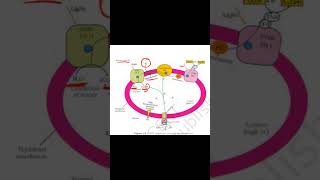 Chemiosmosis in chloroplast diagram explained neetbiology cbsebiology class11th [upl. by Cesaria]