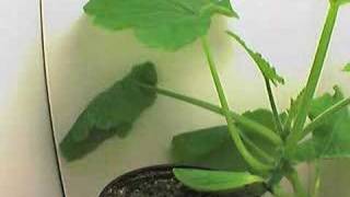 Squash plant timelapse 90 000 [upl. by Acnairb710]